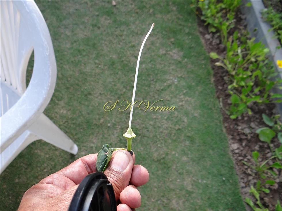   Pistil